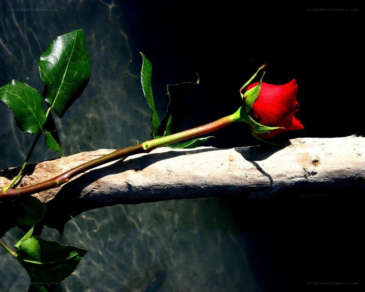 Red rose on a branch
