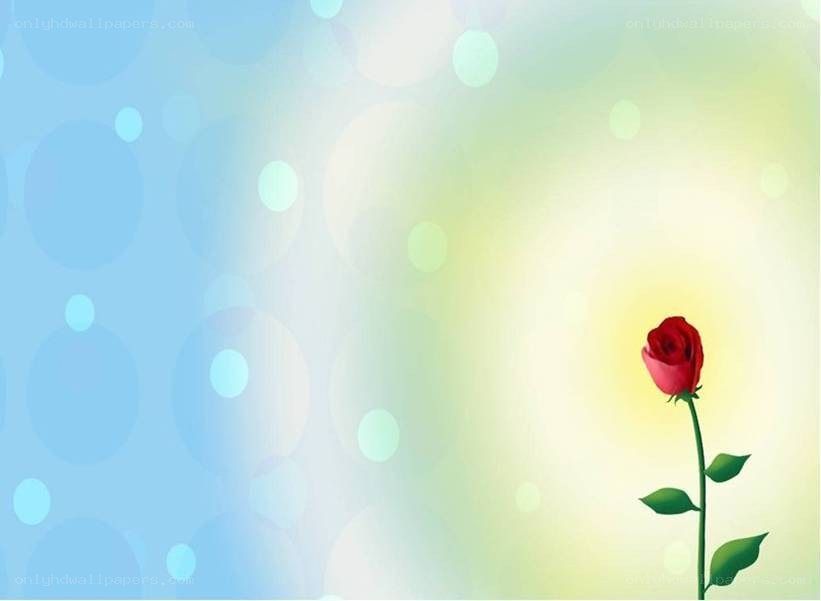 Red rose on a colorful background