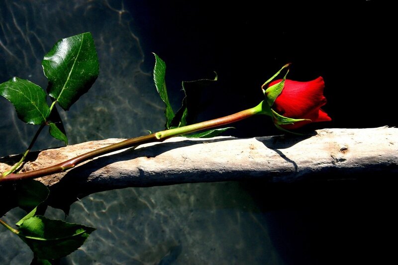 Red rose on a log