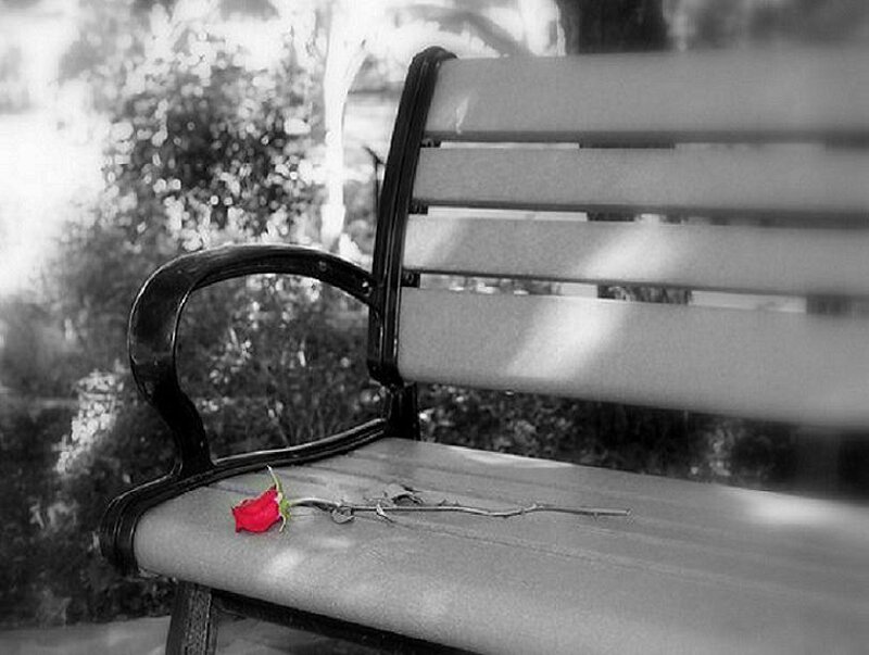 Red rose on a park bench