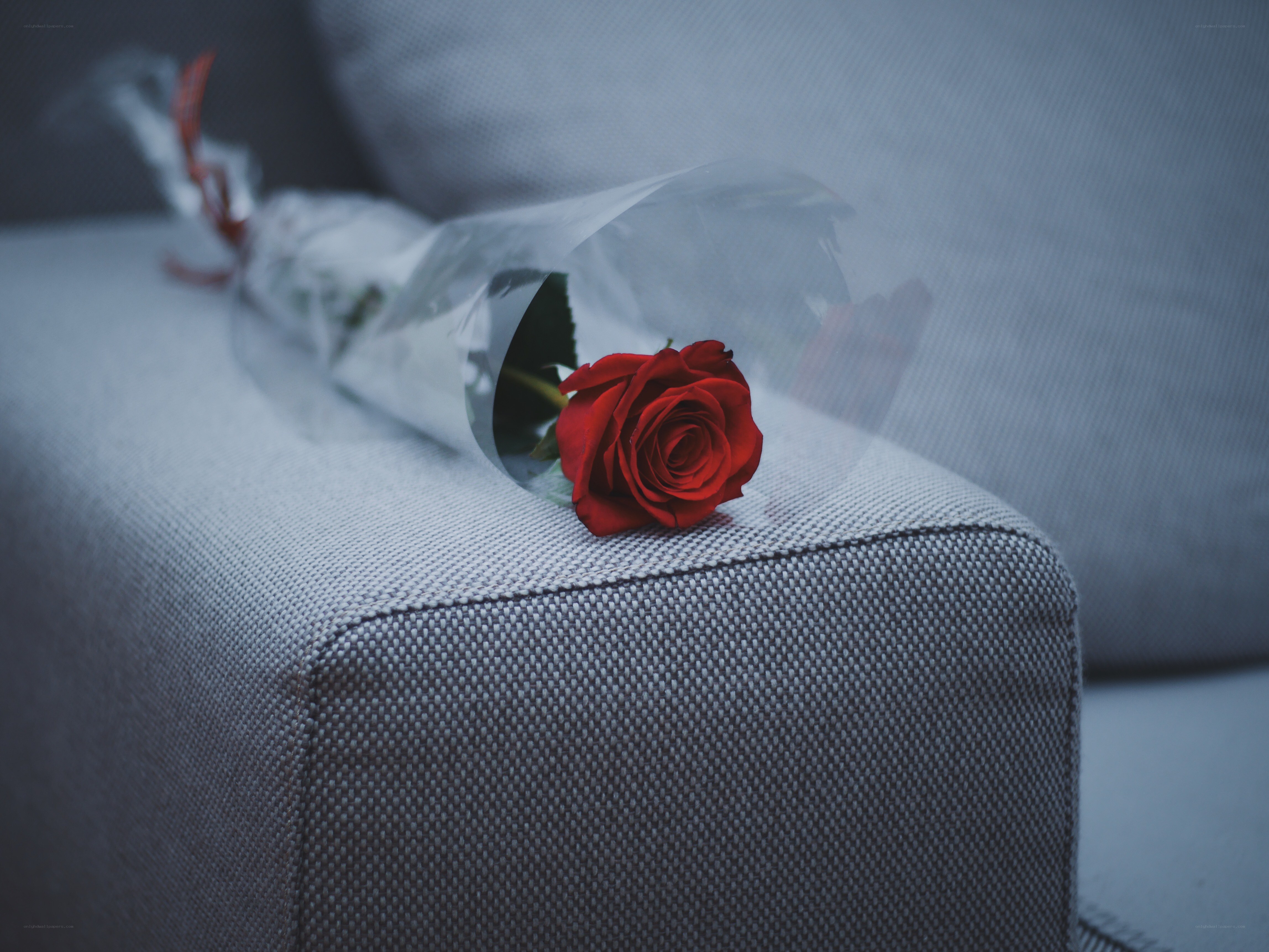 Red rose on a sofa