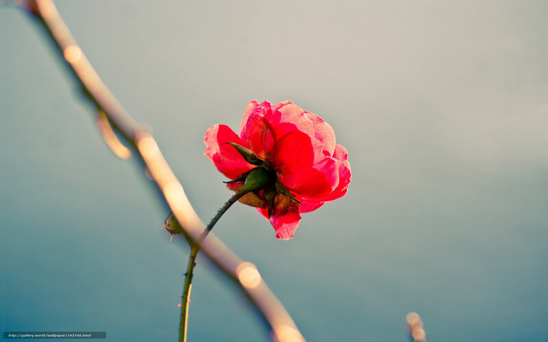 Red Rose on a Stem