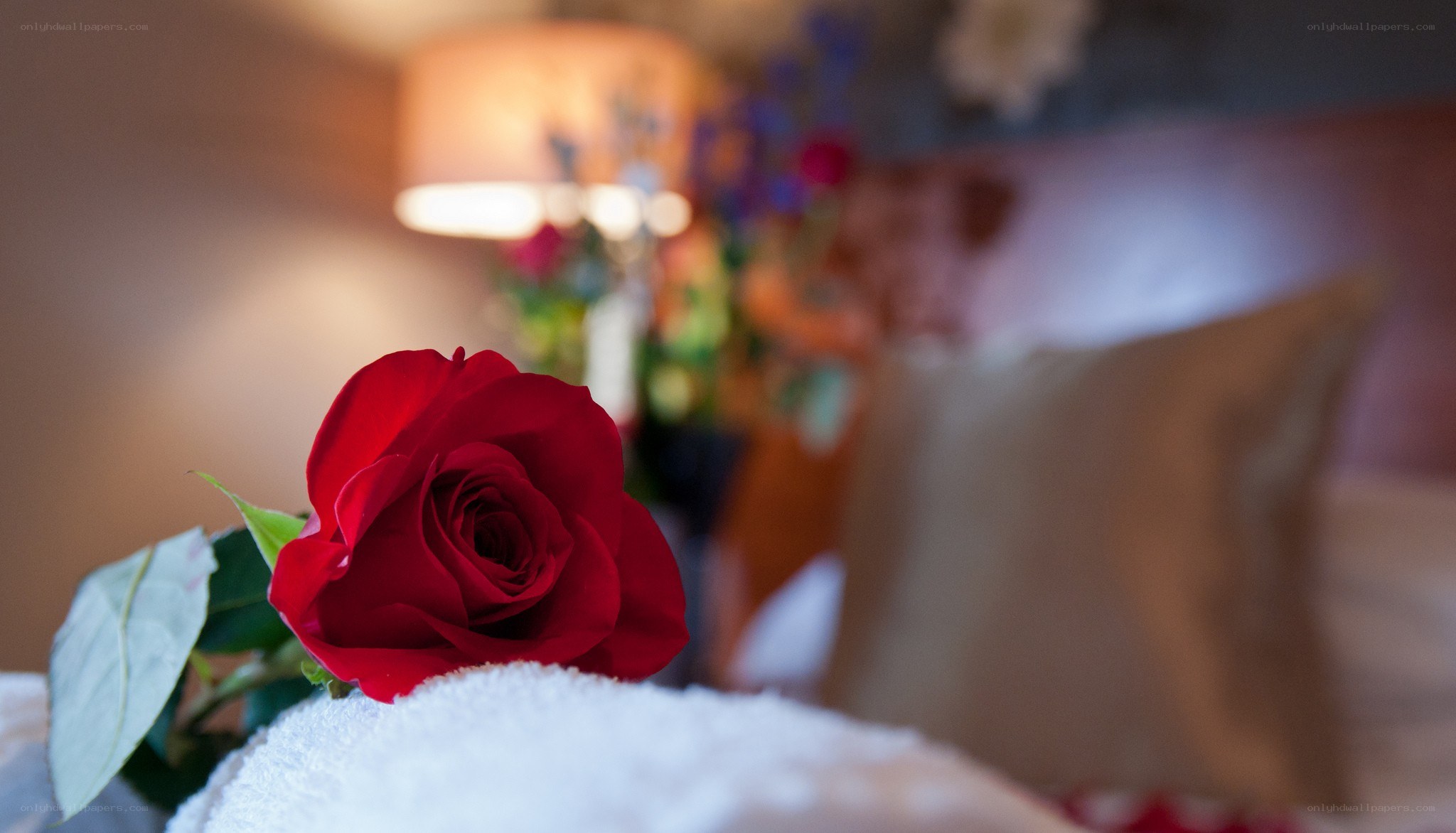 Red rose on a towel