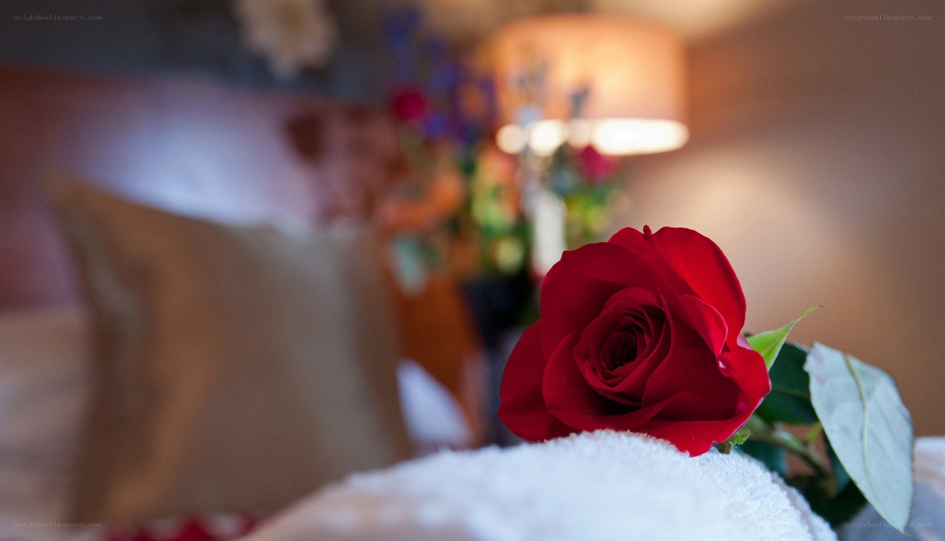 Red rose on a towel