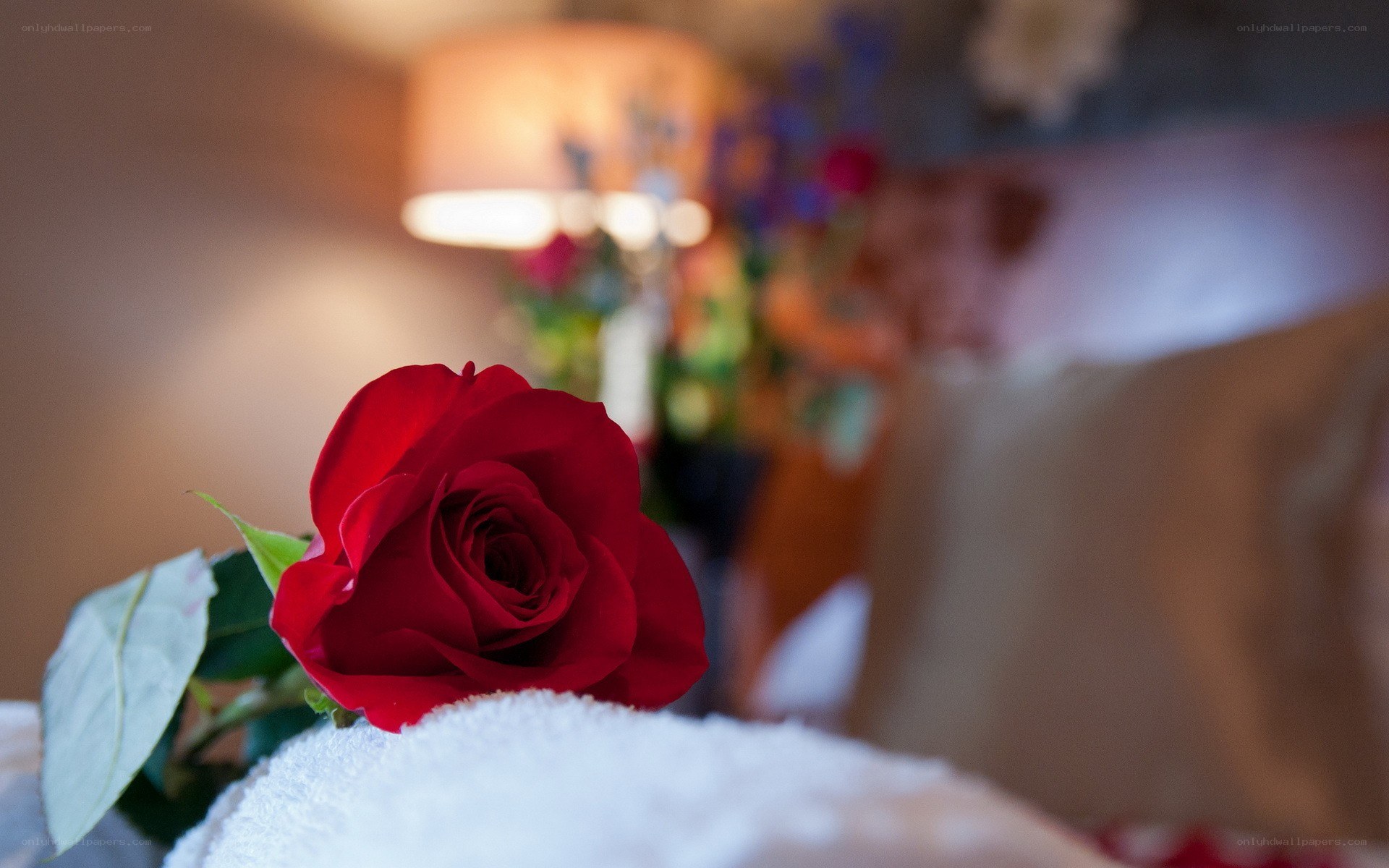 Red rose on a towel