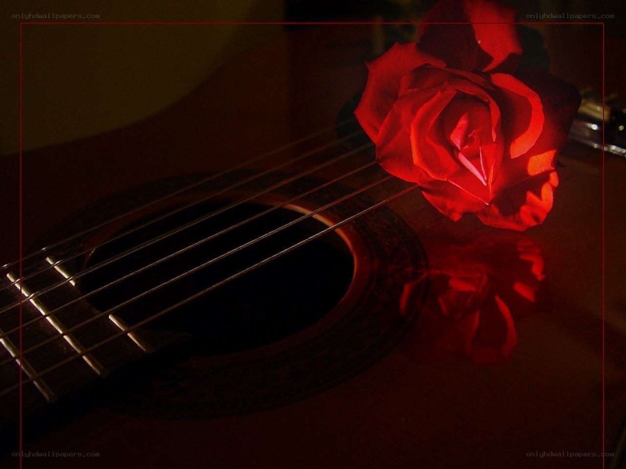 Red rose on acoustic guitar