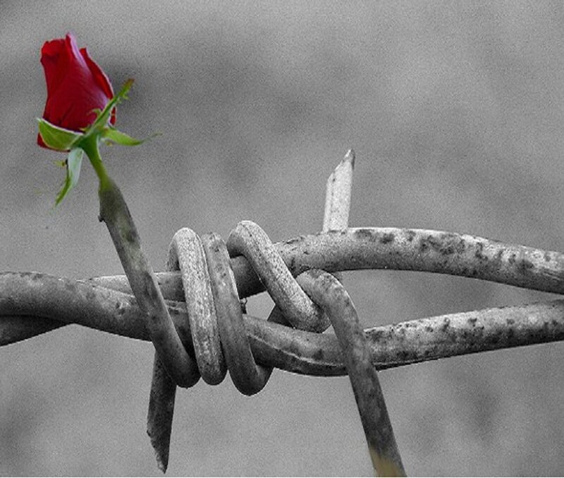 Red rose on barbed wire