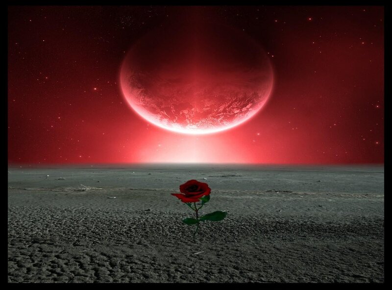 Red Rose on Barren Land