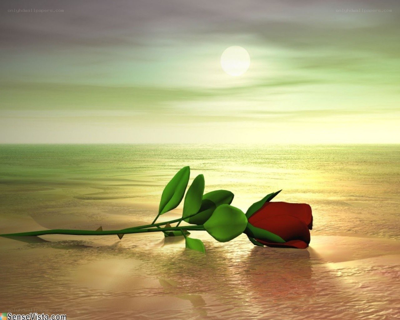 Red rose on beach at sunset