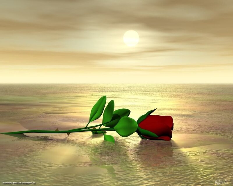 Red rose on beach at sunset