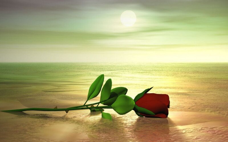 Red Rose on Beach — Green, Serene