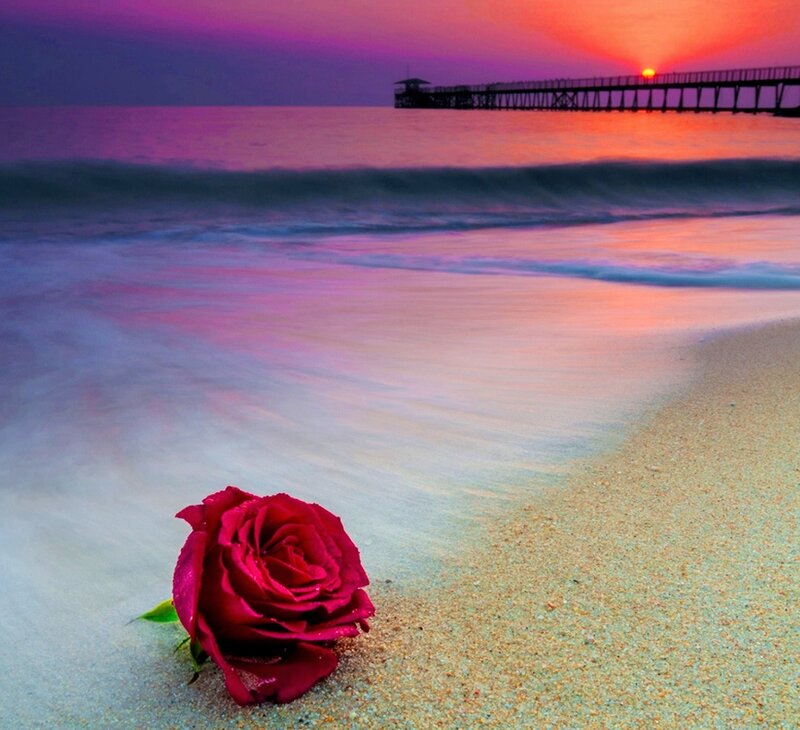 Red Rose on Beach — Purple