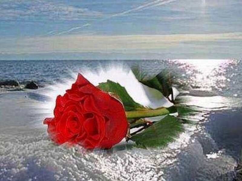 Red Rose on Beach — Serene, Afternoon, Photograph