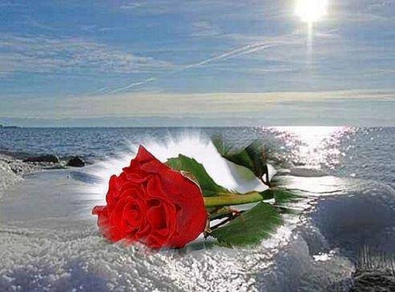 Red Rose on Beach — Serene, Afternoon