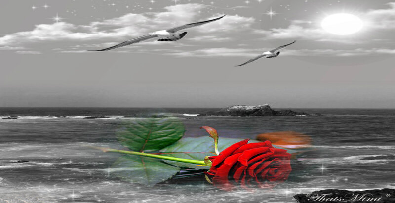 Red Rose on Beach — Serene, Night