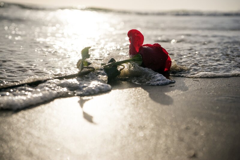 Red Rose on Beach — Serene, Sunset, Photograph
