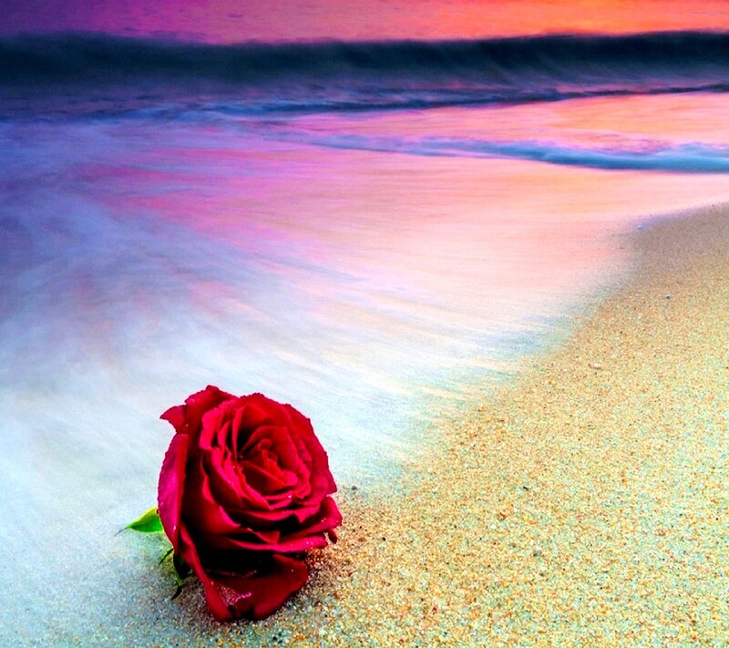 Red Rose on Beach — Serene, Sunset
