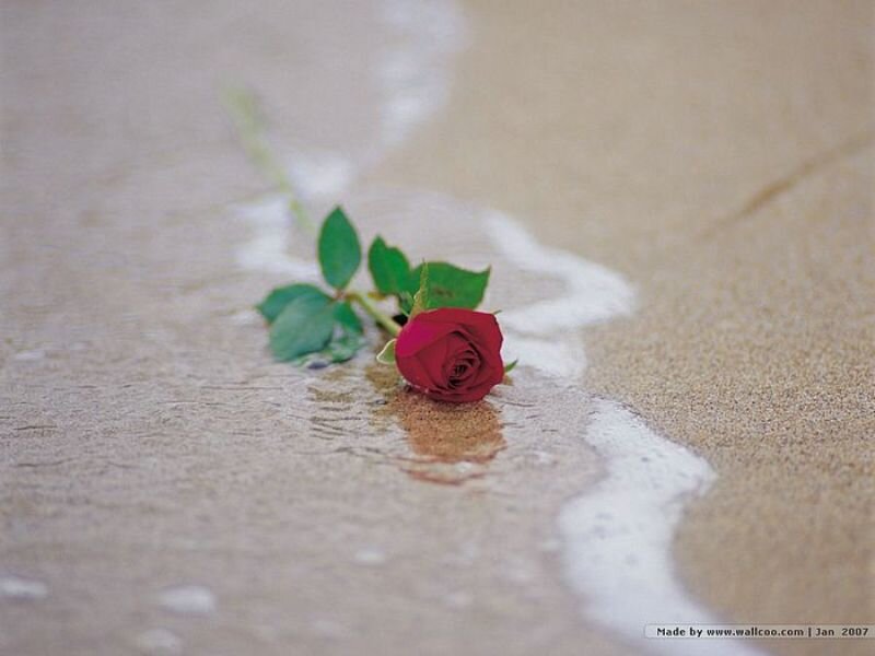 Red Rose on Beach — Serene