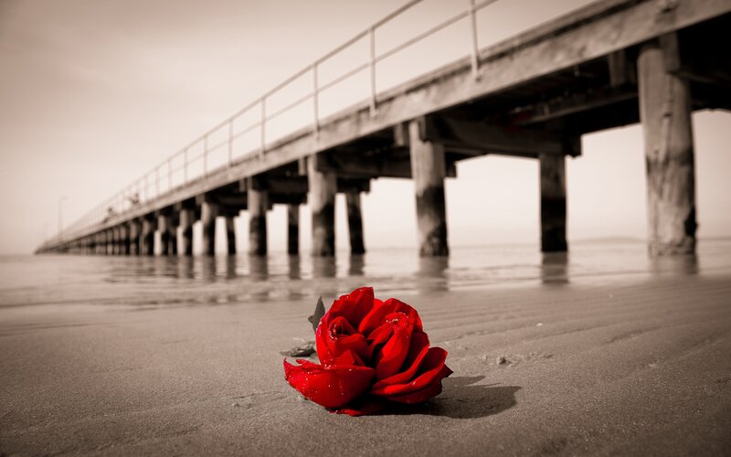 Red Rose on Beach