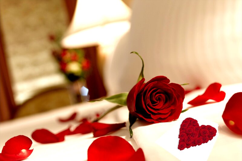 Red Rose on Bed — Romantic
