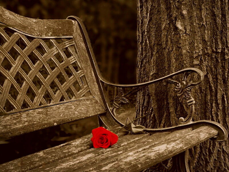 Red Rose on Bench — Brown