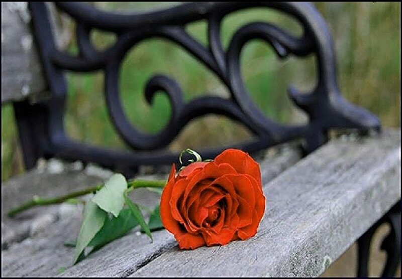 Red Rose on Bench — Calm, Photograph, Leaves