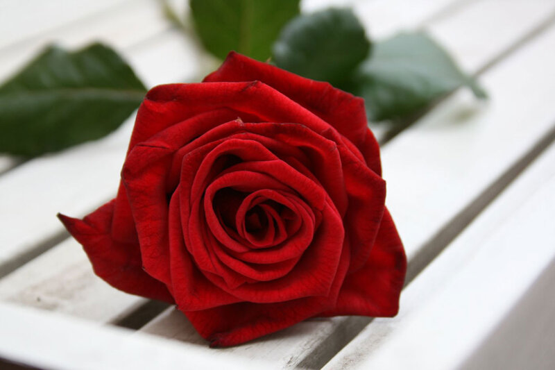Red Rose on Bench — Calm, Photograph
