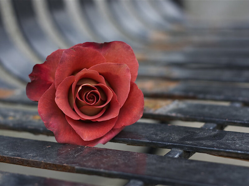 Red Rose on Bench — Calm