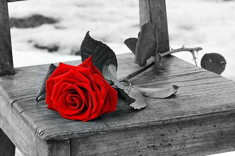 Red Rose on Bench — Dramatic