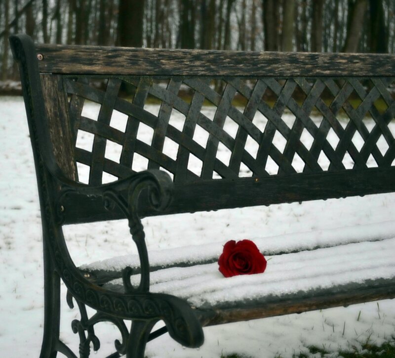 Red Rose on Bench — Melancholic
