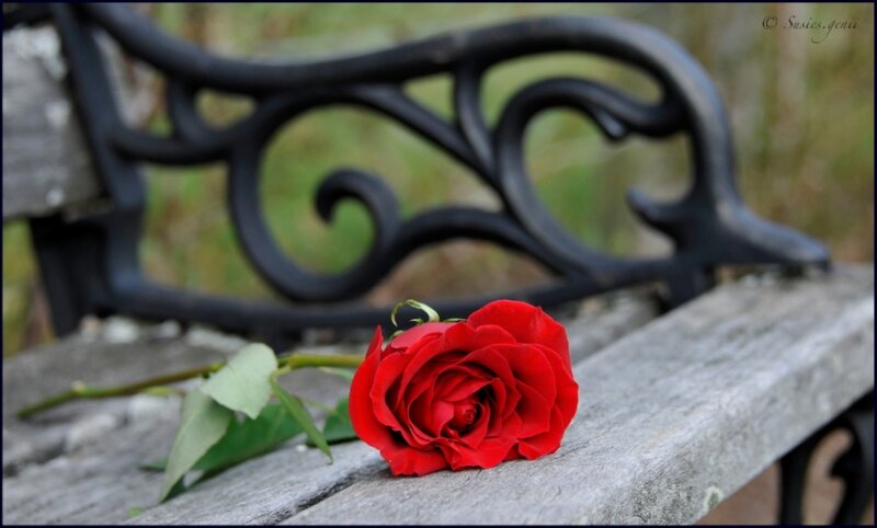 Red Rose on Bench — Serene