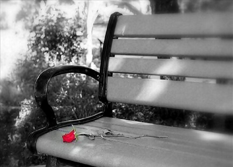 Red Rose on Bench