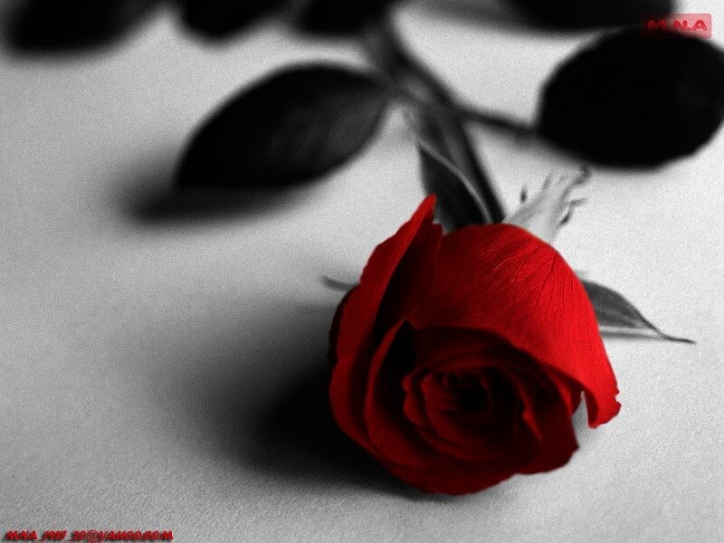 Red rose on black and white background