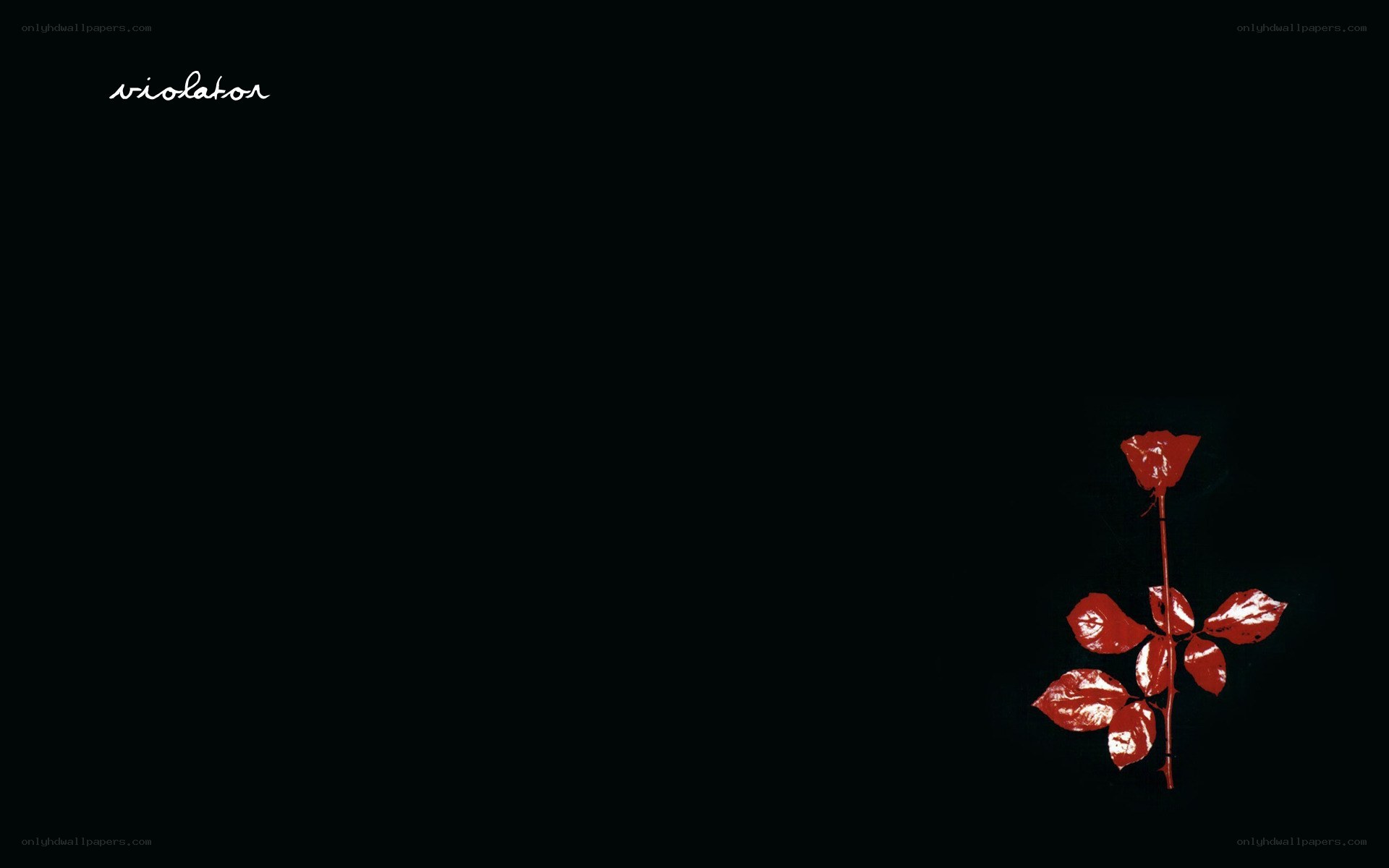 Red rose on black background