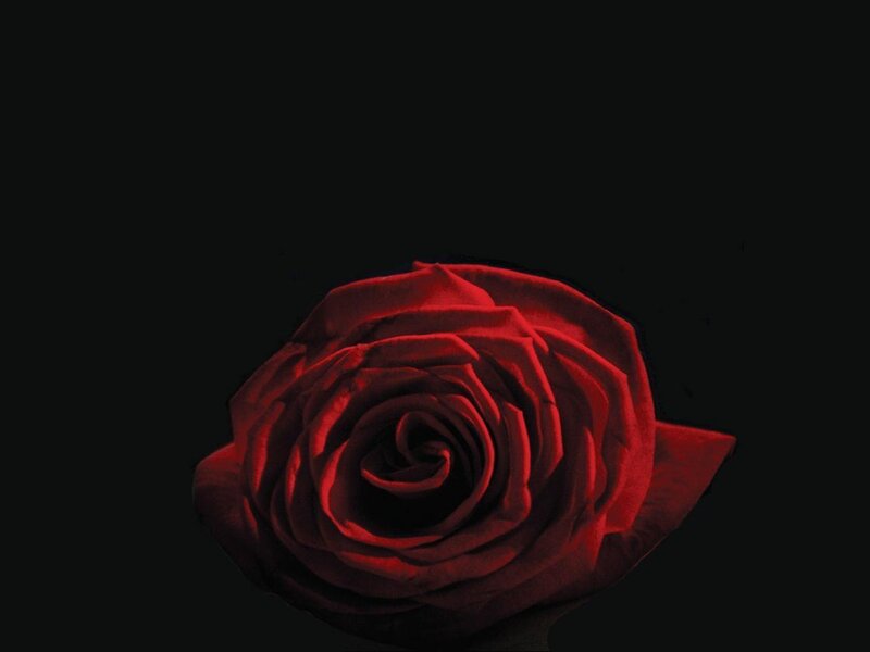 Red rose on black background