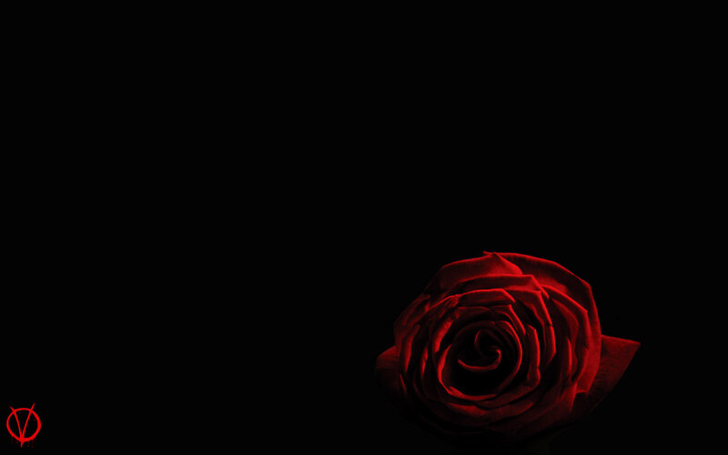 Red rose on black background