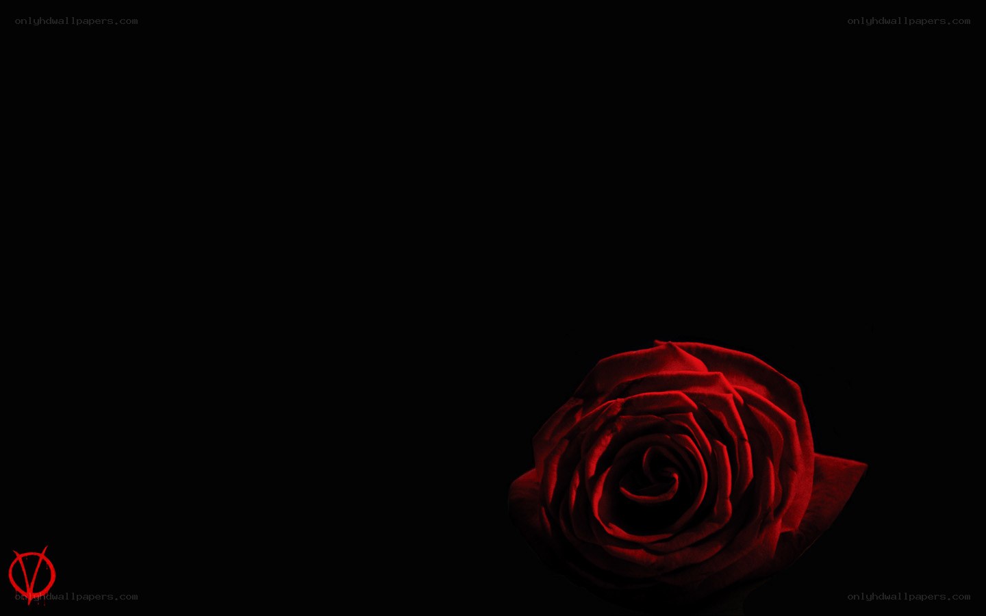 Red rose on black background