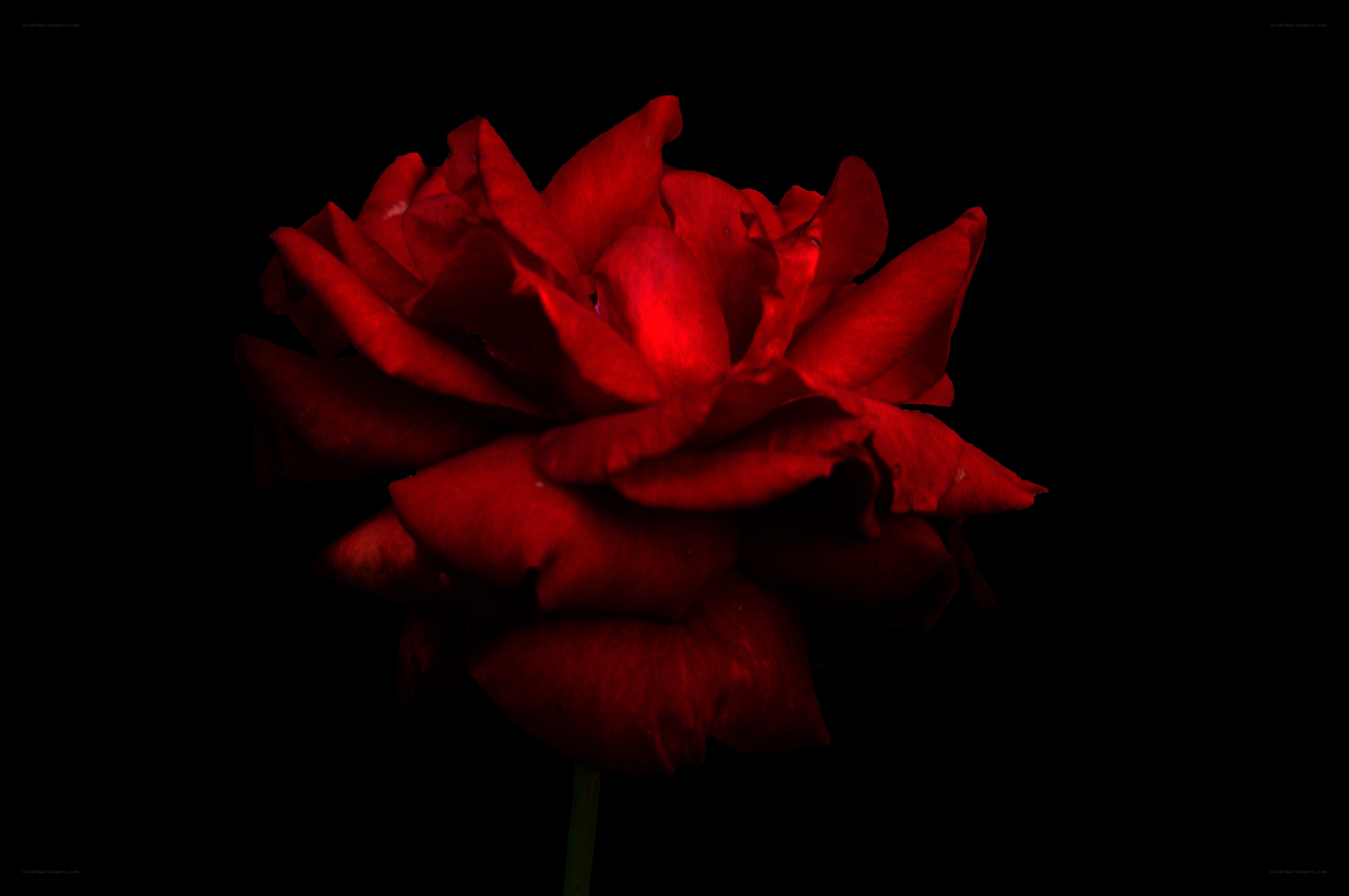 Red rose on black background