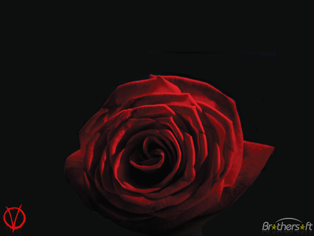 Red rose on black background