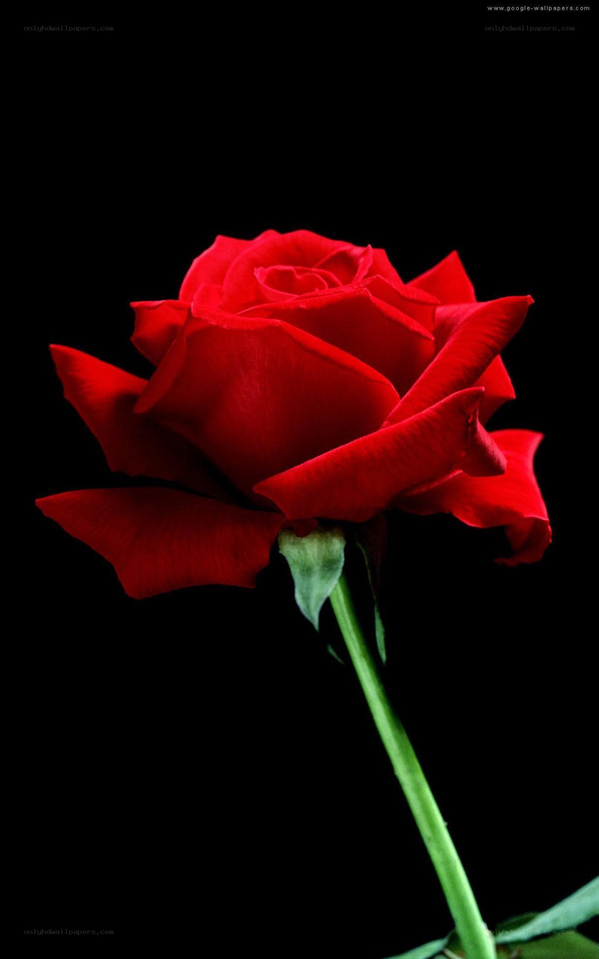 Red rose on black background
