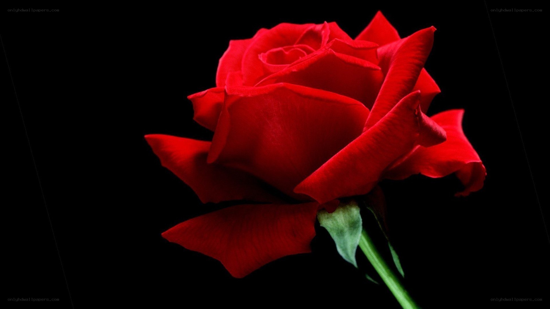 Red rose on black background