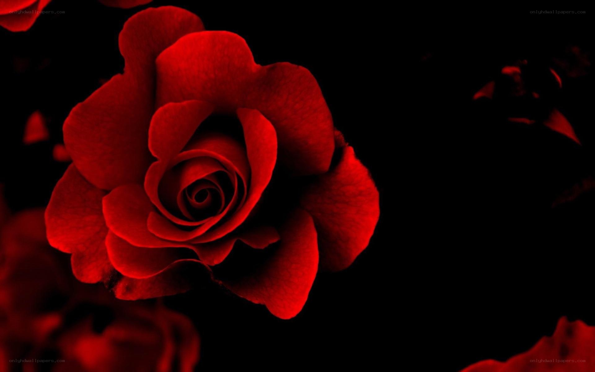red rose on black background