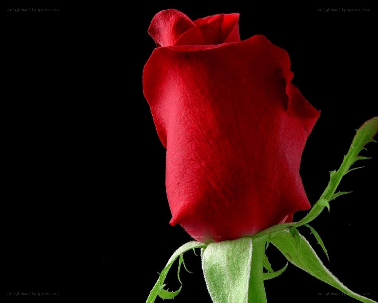 Red rose on black background