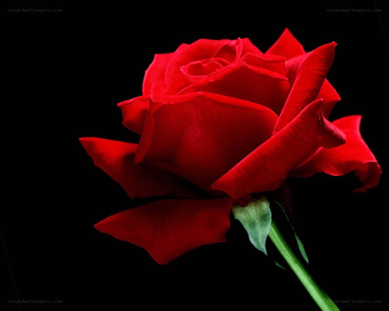 Red rose on black background
