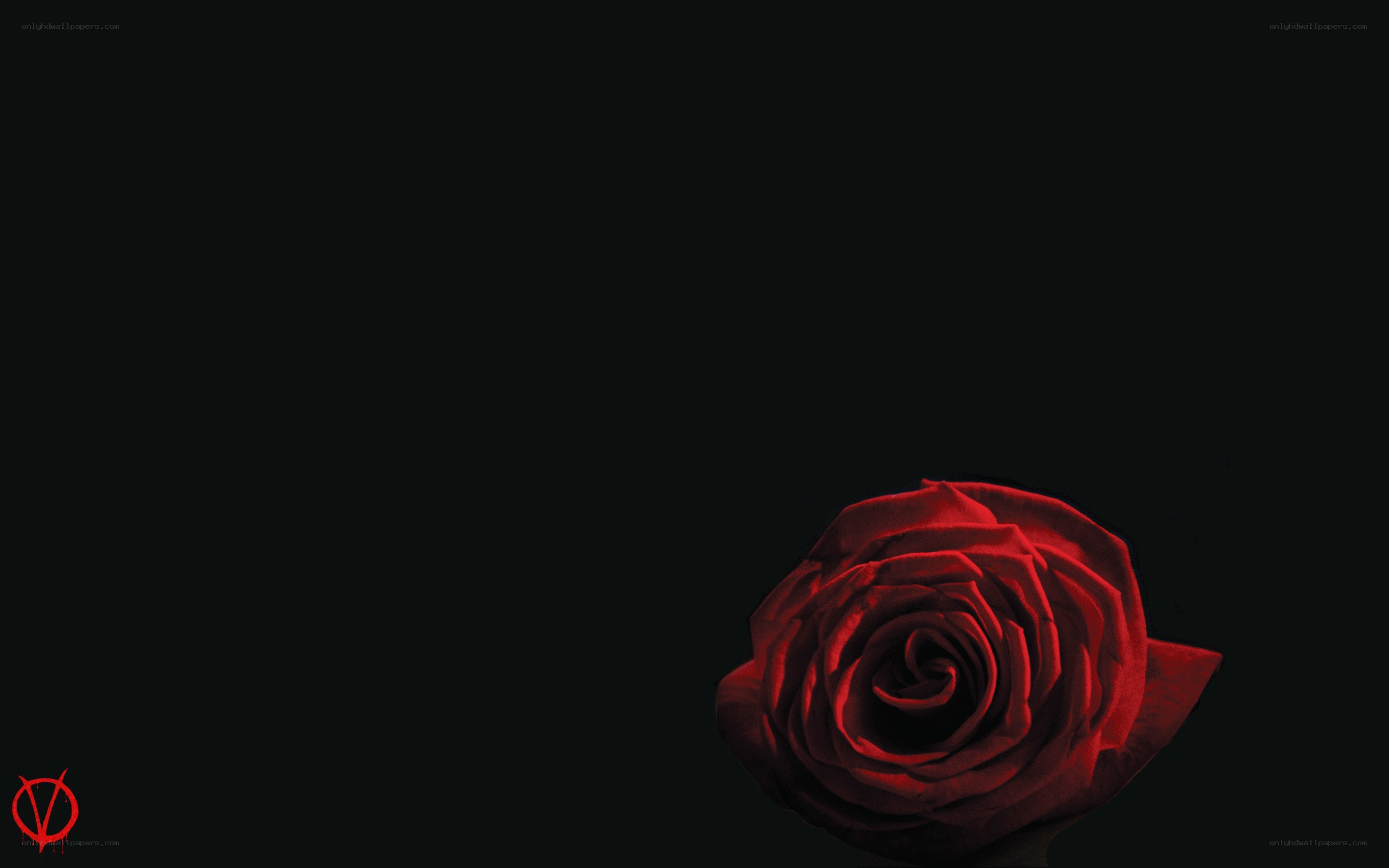 Red rose on black background