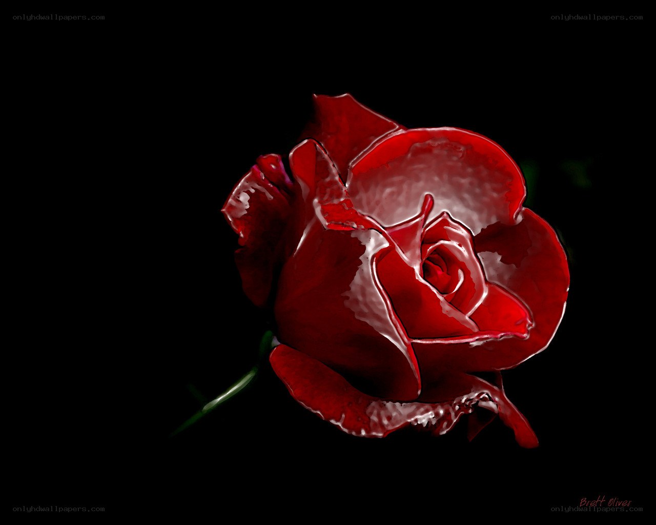 Red rose on black background