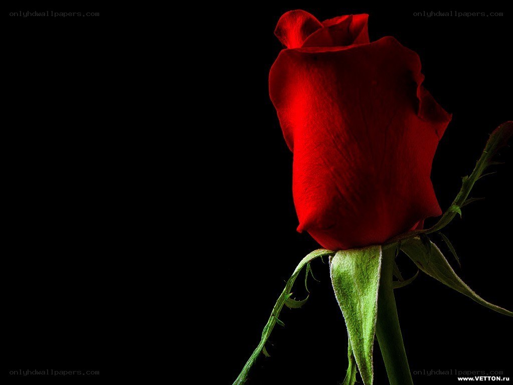 Red rose on black background