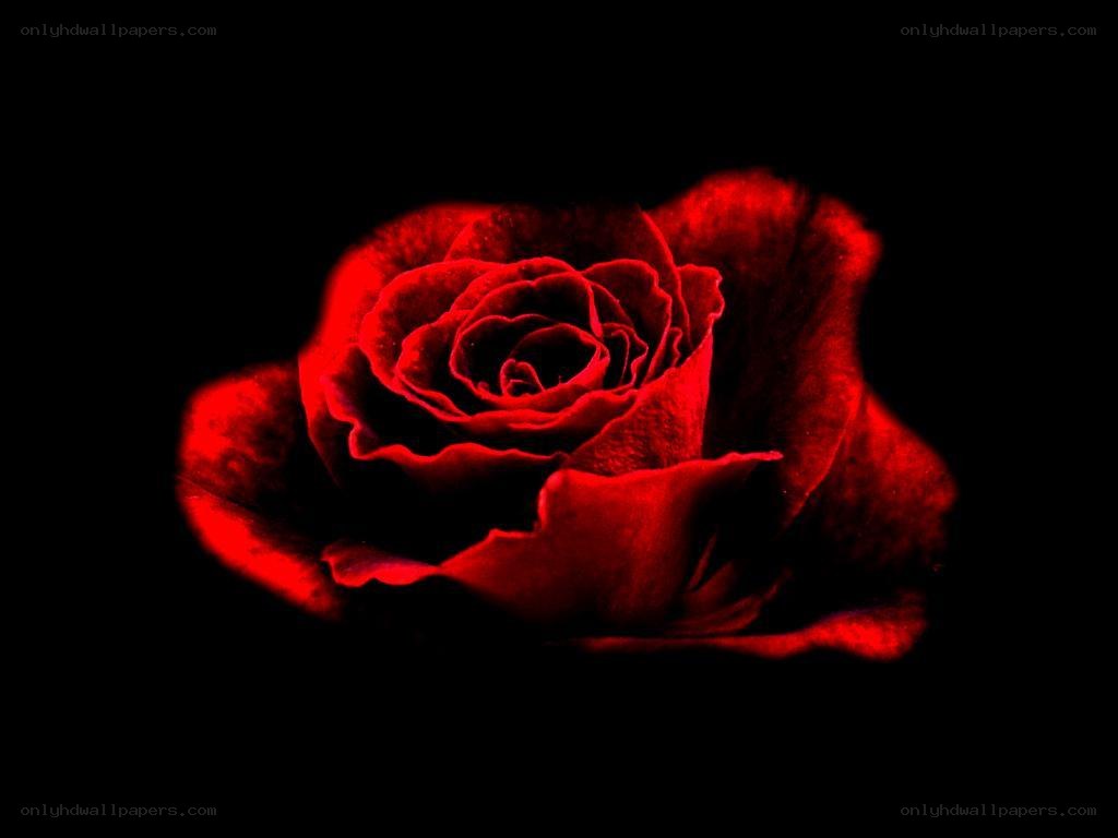 Red rose on black background