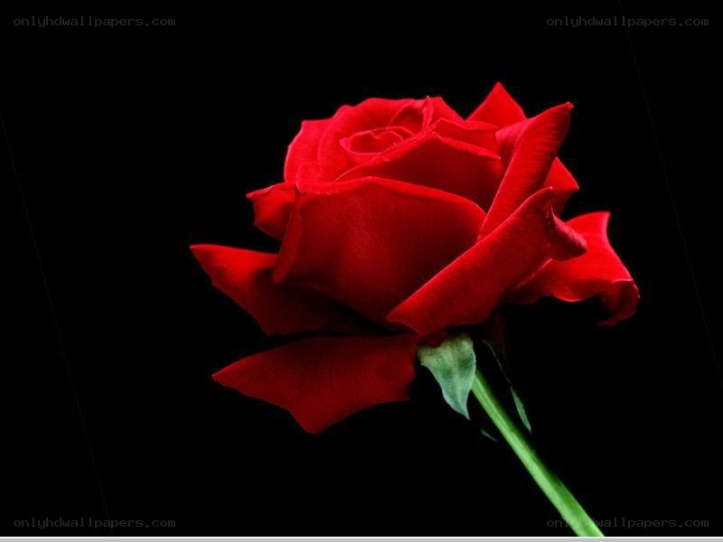 Red rose on black background
