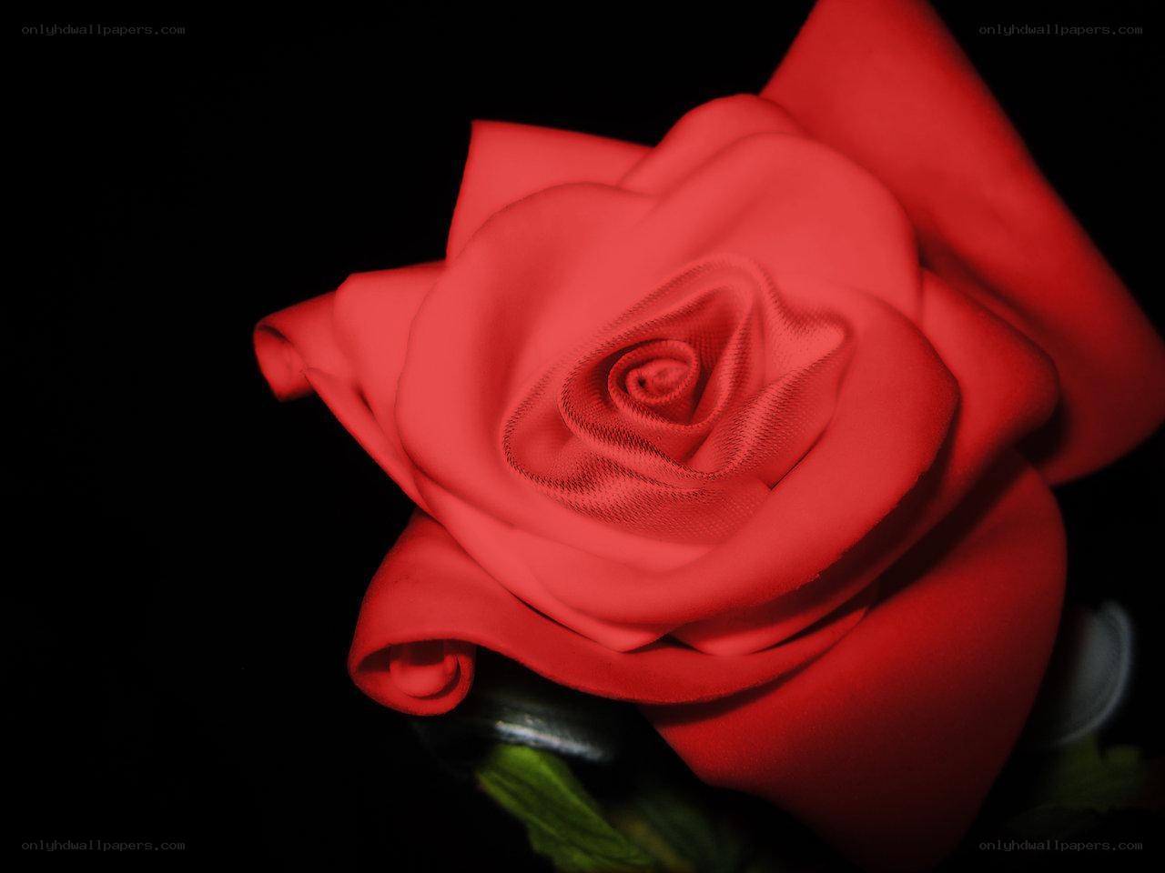 Red rose on black background